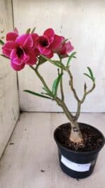 ENXERTO 11761 – 25cm (cor LM 707) - Imagem 2