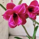 ENXERTO 11761 – 25cm (cor LM 707)