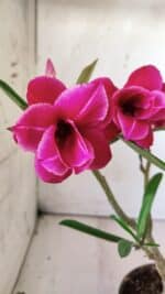 ENXERTO 11761 – 25cm (cor LM 707)