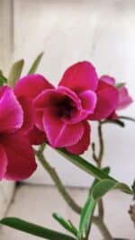 ENXERTO 11761 – 25cm (cor LM 707) - Imagem 3