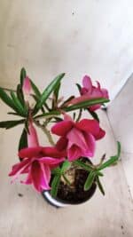 ENXERTO 11761 – 25cm (cor LM 707) - Imagem 5