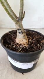 ENXERTO 11761 – 25cm (cor LM 707) - Imagem 8