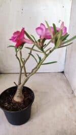 ENXERTO 11761 – 25cm (cor LM 707) - Imagem 7