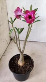 ENXERTO 11761 – 25cm (cor LM 707) - Imagem 6