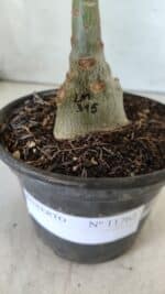 ENXERTO 11762 – 20cm (cor LM 315) - Imagem 4