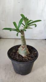 ENXERTO 11762 – 20cm (cor LM 315) - Imagem 3