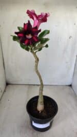 ENXERTO 11763 – 25cm (cor LM 571) - Imagem 2