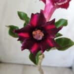 ENXERTO 11763 – 25cm (cor LM 571)