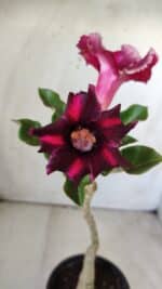 ENXERTO 11763 – 25cm (cor LM 571)