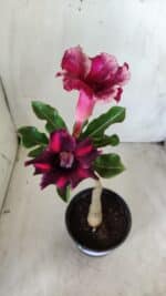 ENXERTO 11763 – 25cm (cor LM 571) - Imagem 4