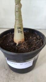 ENXERTO 11763 – 25cm (cor LM 571) - Imagem 6