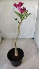 ENXERTO 11763 – 25cm (cor LM 571) - Imagem 5