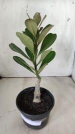 ENXERTO 11764 – 22cm (cor LM 727) - Imagem 2