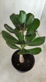 ENXERTO 11764 – 22cm (cor LM 727) - Imagem 3