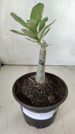 ENXERTO 11765 – 20cm (cor LM 988) - Imagem 2