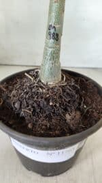 ENXERTO 11765 – 20cm (cor LM 988) - Imagem 4