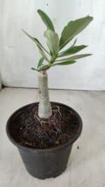 ENXERTO 11765 – 20cm (cor LM 988) - Imagem 3