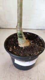 ENXERTO 11766 – 25cm (cor LM 710) - Imagem 6