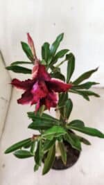 ENXERTO 11766 – 25cm (cor LM 710) - Imagem 4