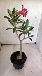 ENXERTO 11766 – 25cm (cor LM 710) - Imagem 5