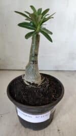 ENXERTO 11767 – 20cm (cor LM 315) - Imagem 2