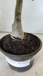 ENXERTO 11767 – 20cm (cor LM 315) - Imagem 5