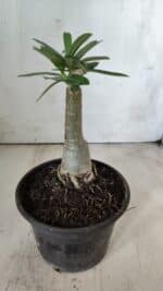 ENXERTO 11767 – 20cm (cor LM 315) - Imagem 4