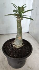 ENXERTO 11767 – 20cm (cor LM 315) - Imagem 3