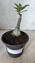 ENXERTO 11768 – 20cm (cor LM 976) - Imagem 2