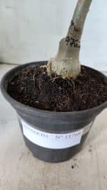 ENXERTO 11768 – 20cm (cor LM 976) - Imagem 4