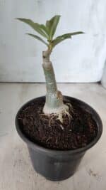 ENXERTO 11768 – 20cm (cor LM 976) - Imagem 3