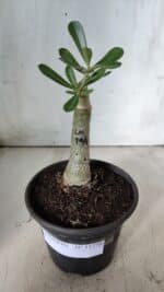 ENXERTO 11770 – 20cm (cor LM 994) - Imagem 2