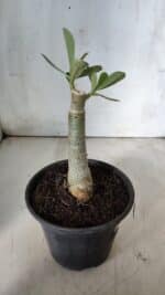 ENXERTO 11770 – 20cm (cor LM 994) - Imagem 3