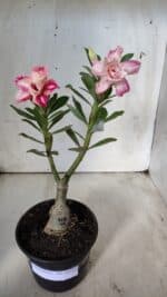 ENXERTO 11771 – 25cm (cor LM 728) - Imagem 2