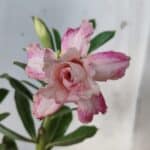 ENXERTO 11771 – 25cm (cor LM 728)