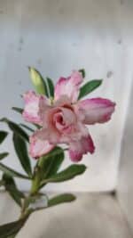 ENXERTO 11771 – 25cm (cor LM 728)