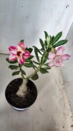 ENXERTO 11771 – 25cm (cor LM 728) - Imagem 4