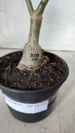 ENXERTO 11771 – 25cm (cor LM 728) - Imagem 6