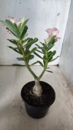 ENXERTO 11771 – 25cm (cor LM 728) - Imagem 5