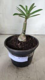 ENXERTO 11772 – 15cm (cor LM 04) - Imagem 2