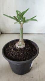 ENXERTO 11772 – 15cm (cor LM 04) - Imagem 3