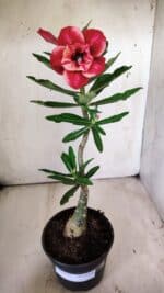 ENXERTO 11773 – 25cm (cor LM 414) - Imagem 2