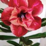 ENXERTO 11773 – 25cm (cor LM 414)