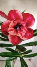 ENXERTO 11773 – 25cm (cor LM 414)