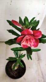 ENXERTO 11773 – 25cm (cor LM 414) - Imagem 5