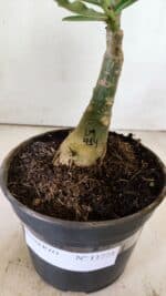 ENXERTO 11773 – 25cm (cor LM 414) - Imagem 8