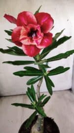 ENXERTO 11773 – 25cm (cor LM 414) - Imagem 4