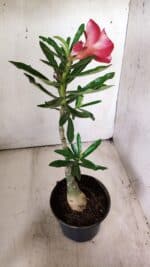 ENXERTO 11773 – 25cm (cor LM 414) - Imagem 7