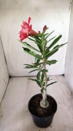 ENXERTO 11773 – 25cm (cor LM 414) - Imagem 6