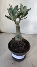 ENXERTO 11774 – 20cm (cor LM 985) - Imagem 2